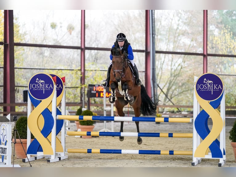 Slowaaks warmbloed Merrie 6 Jaar 166 cm Roodbruin in Presov