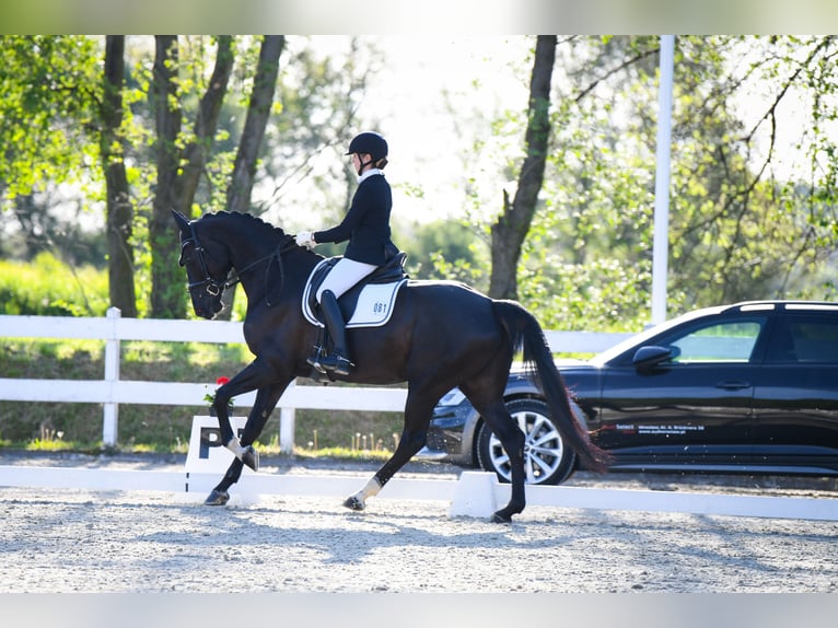 Slowaaks warmbloed Merrie 6 Jaar 170 cm Zwart in Deštné v Orlických horách