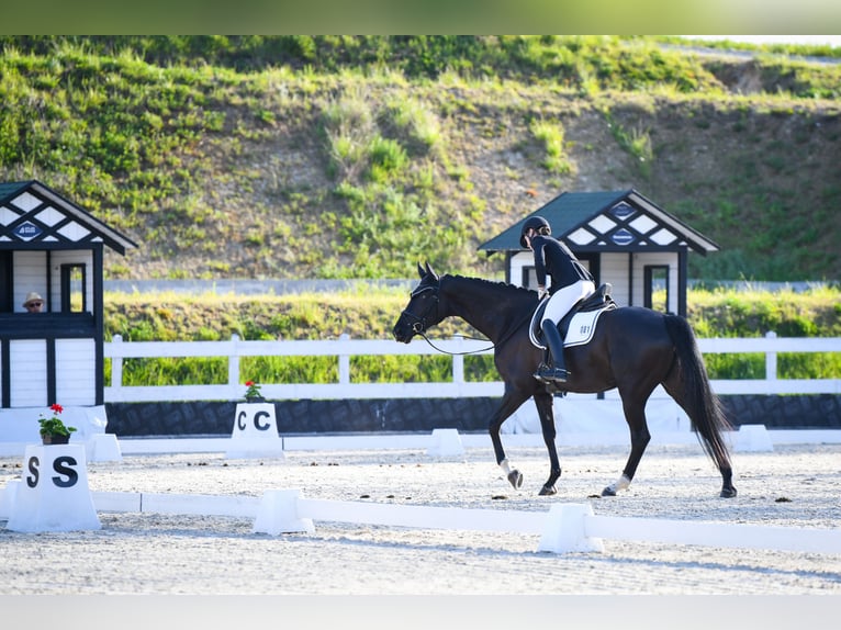 Slowaaks warmbloed Merrie 6 Jaar 170 cm Zwart in Deštné v Orlických horách