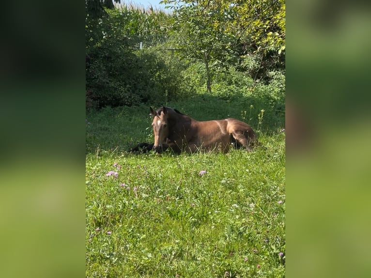 Slowaaks warmbloed Merrie 7 Jaar 160 cm Buckskin in Alkoven