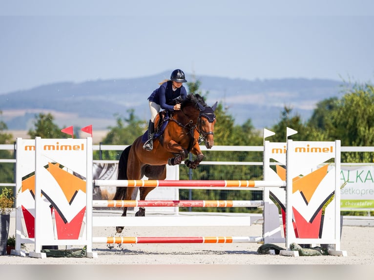 Slowaaks warmbloed Merrie 7 Jaar 164 cm Roodbruin in Vígľaš