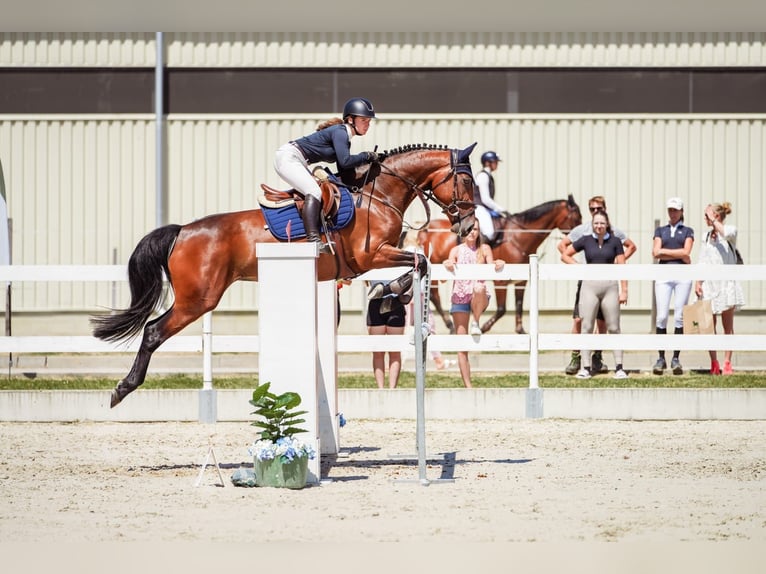 Slowaaks warmbloed Merrie 7 Jaar 167 cm Roodbruin in Liptovský Miluláš