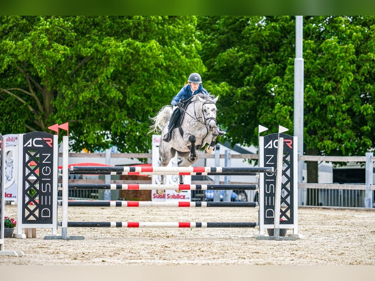 Slowaaks warmbloed Merrie 7 Jaar 168 cm Schimmel in OBROK