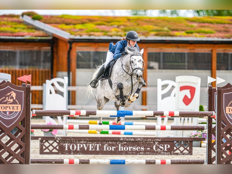 Slowaaks warmbloed Merrie 7 Jaar 168 cm Schimmel in OBROK