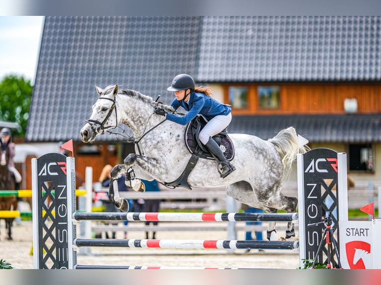 Slowaaks warmbloed Merrie 7 Jaar 168 cm Schimmel in OBROK