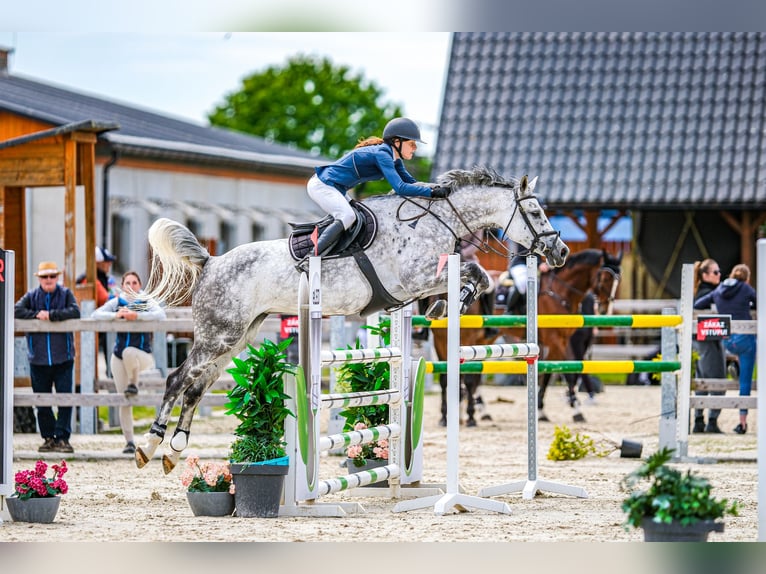 Slowaaks warmbloed Merrie 7 Jaar 168 cm Schimmel in OBROK