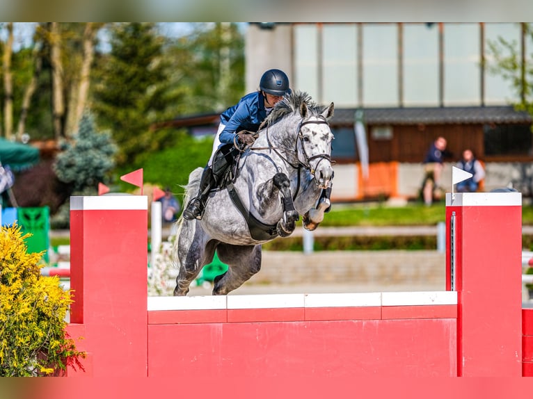 Slowaaks warmbloed Merrie 7 Jaar 168 cm Schimmel in OBROK