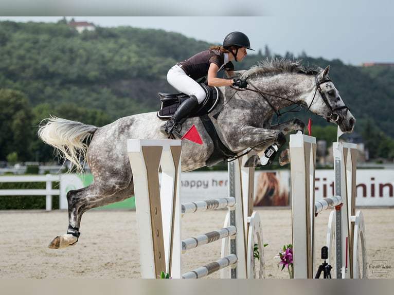 Slowaaks warmbloed Merrie 7 Jaar 168 cm Schimmel in OBROK