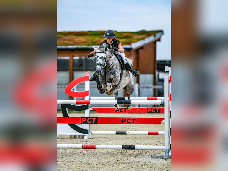 Slowaaks warmbloed Merrie 7 Jaar 168 cm Schimmel in OBROK