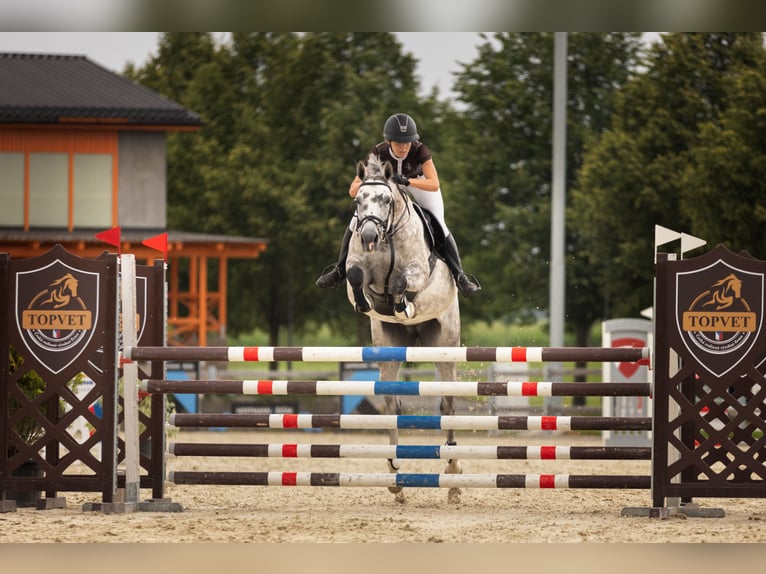 Slowaaks warmbloed Merrie 7 Jaar 168 cm Schimmel in OBROK