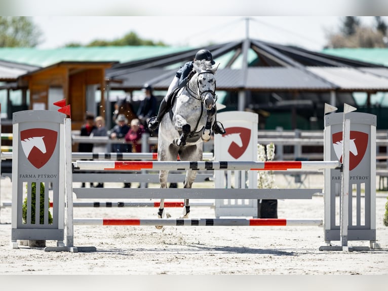 Slowaaks warmbloed Merrie 7 Jaar 168 cm Schimmel in OBROK