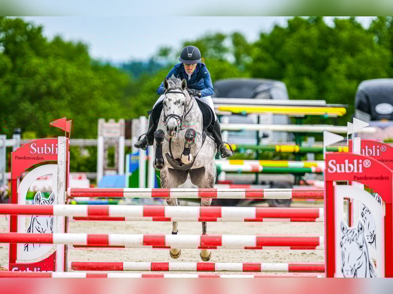 Slowaaks warmbloed Merrie 7 Jaar 168 cm Schimmel in OBROK