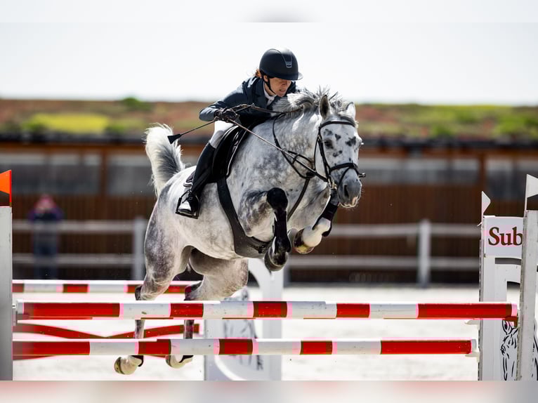 Slowaaks warmbloed Merrie 7 Jaar 168 cm Schimmel in OBROK