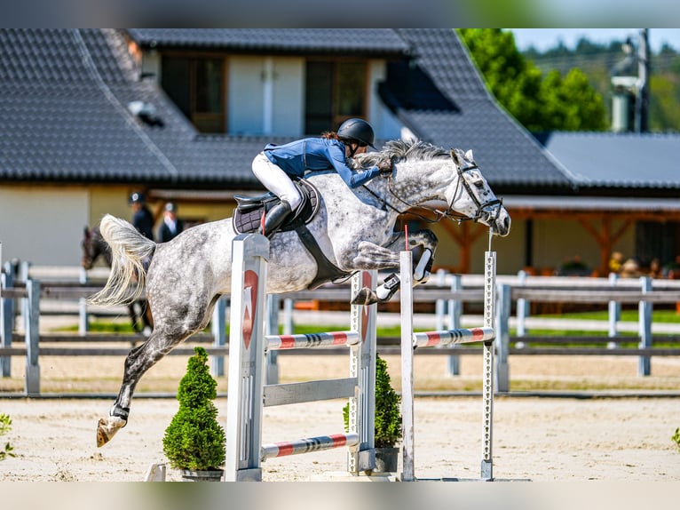 Slowaaks warmbloed Merrie 7 Jaar 168 cm Schimmel in OBROK