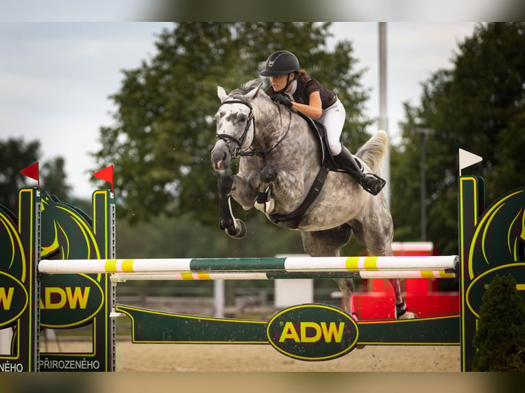 Slowaaks warmbloed Merrie 7 Jaar 168 cm Schimmel in OBROK