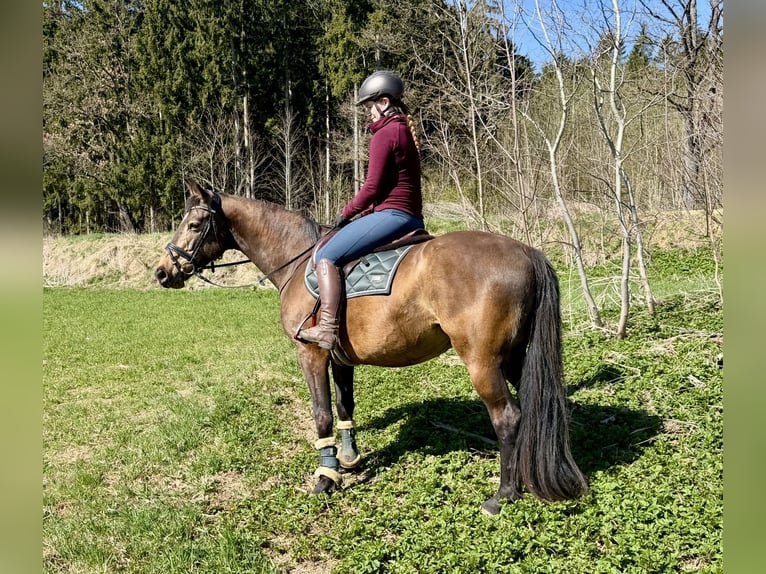 Slowaaks warmbloed Merrie 8 Jaar 158 cm  in Pelmberg