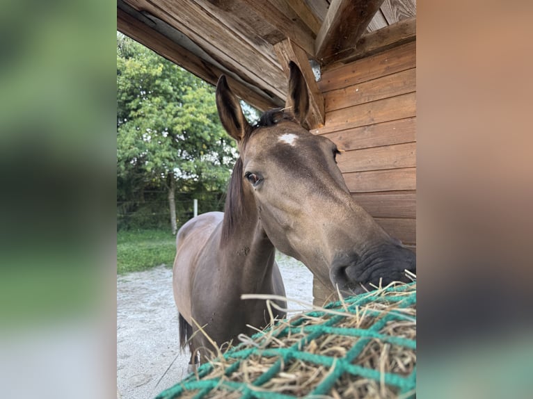 Slowaaks warmbloed Merrie 8 Jaar 160 cm Buckskin in Alkoven