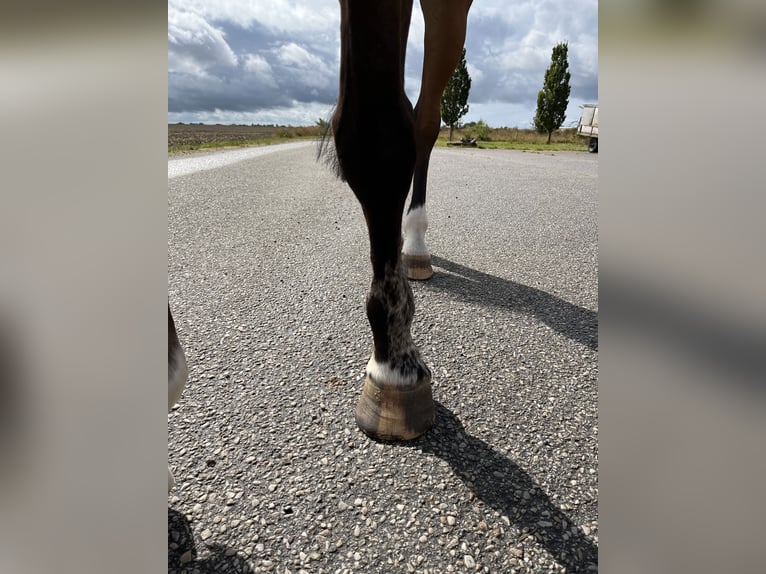 Slowaaks warmbloed Merrie 8 Jaar 165 cm Bruin in Bocholt