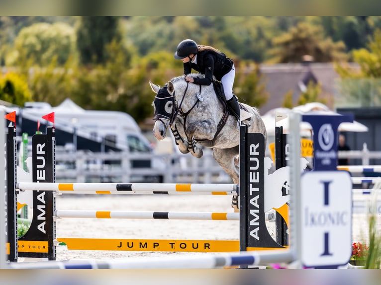 Slowaaks warmbloed Merrie 8 Jaar 167 cm Schimmel in Ústecký kraj