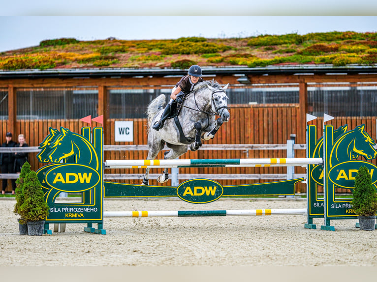 Slowaaks warmbloed Merrie 8 Jaar 168 cm Schimmel in OBROK