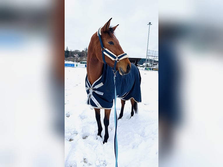 Slowaaks warmbloed Merrie 8 Jaar 170 cm Bruin in Babenhausen