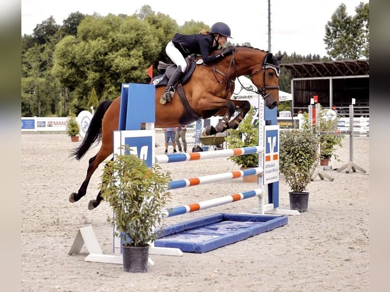 Slowaaks warmbloed Merrie 8 Jaar 170 cm Bruin in Babenhausen