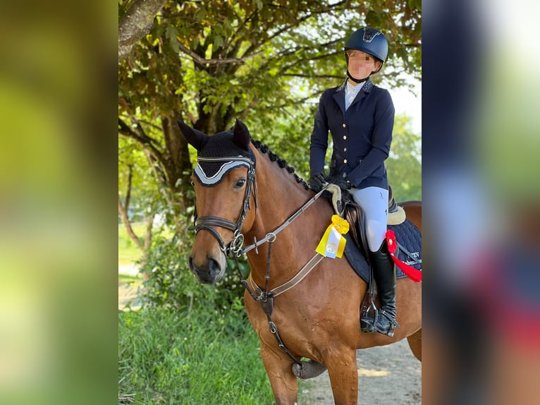 Slowaaks warmbloed Merrie 8 Jaar 170 cm Bruin in Babenhausen