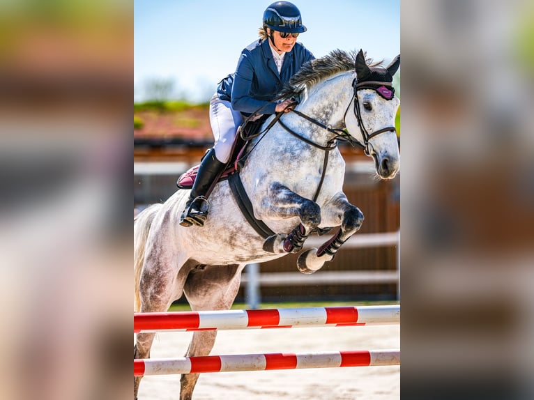 Slowaaks warmbloed Merrie 8 Jaar 172 cm Schimmel in Obrok
