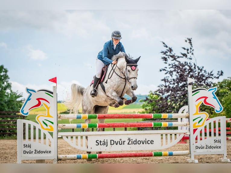 Slowaaks warmbloed Merrie 8 Jaar 172 cm Schimmel in Obrok