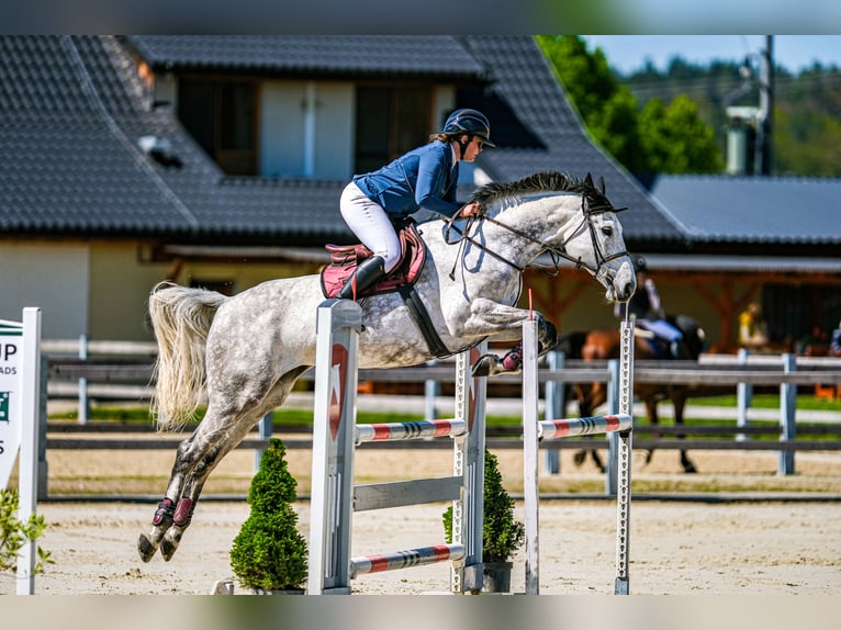 Slowaaks warmbloed Merrie 8 Jaar 172 cm Schimmel in Obrok