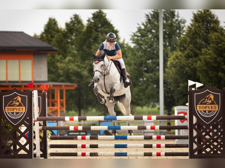 Slowaaks warmbloed Merrie 8 Jaar 172 cm Schimmel in Obrok