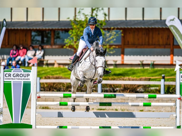 Slowaaks warmbloed Merrie 8 Jaar 172 cm Schimmel in Obrok