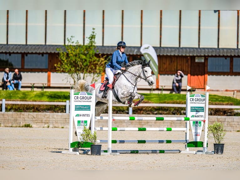 Slowaaks warmbloed Merrie 8 Jaar 172 cm Schimmel in Obrok