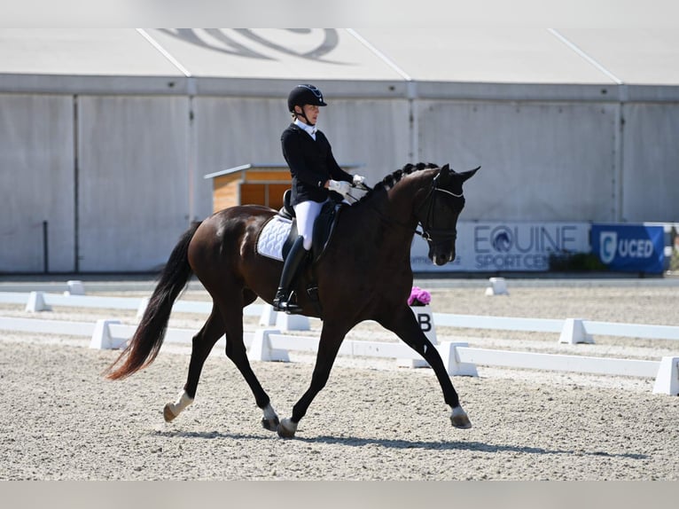 Slowaaks warmbloed Merrie 8 Jaar 172 cm Zwart in Destne