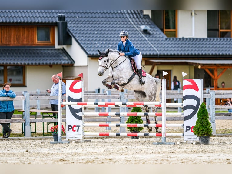 Slowaaks warmbloed Merrie 9 Jaar 172 cm Schimmel in Obrok