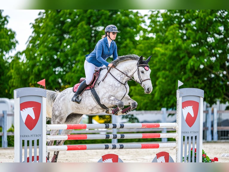 Slowaaks warmbloed Merrie 9 Jaar 172 cm Schimmel in Obrok