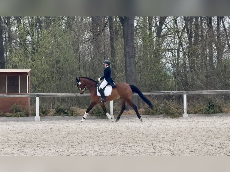 Slowaaks warmbloed Ruin 10 Jaar 167 cm Bruin in Jihlava