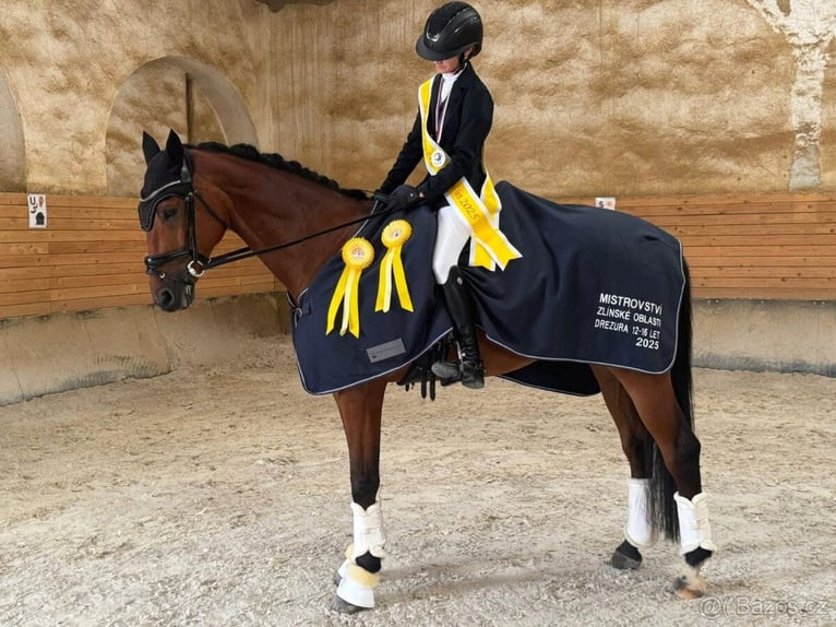 Slowaaks warmbloed Ruin 10 Jaar 167 cm Bruin in Jihlava