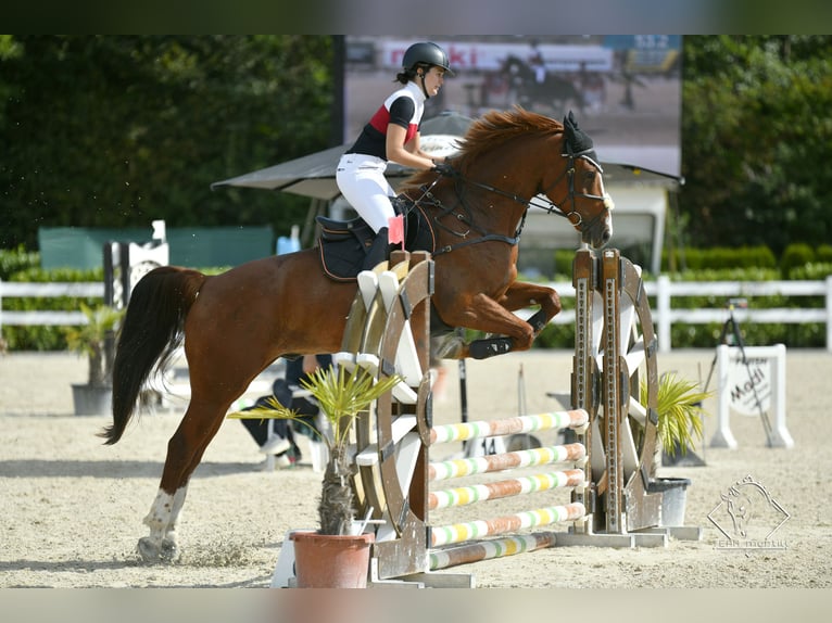 Slowaaks warmbloed Ruin 10 Jaar 172 cm Vos in Ottobrunn