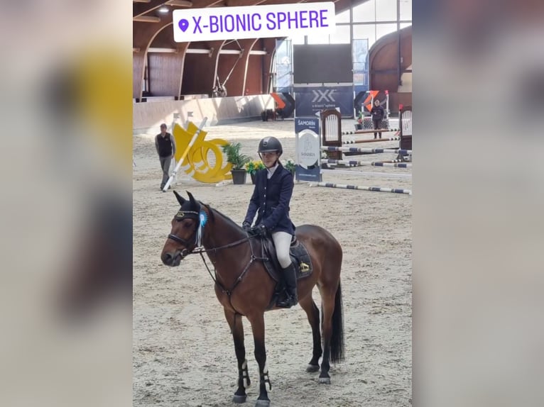 Slowaaks warmbloed Ruin 10 Jaar in Belgrade, Serbia