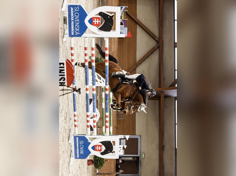 Slowaaks warmbloed Ruin 12 Jaar 164 cm Bruin in Šamorín
