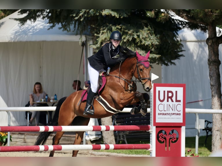 Slowaaks warmbloed Ruin 13 Jaar 164 cm Bruin in Šamorín