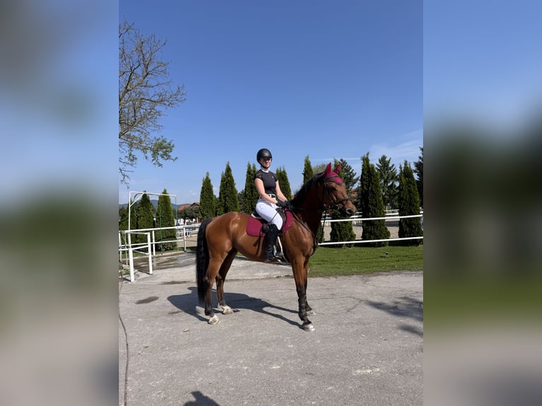 Slowaaks warmbloed Ruin 13 Jaar 164 cm Bruin in Šamorín