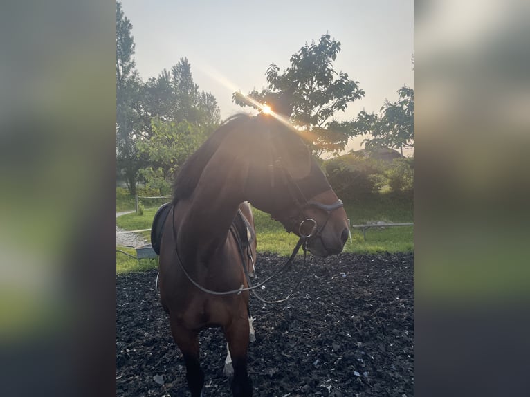 Slowaaks warmbloed Ruin 13 Jaar 171 cm Bruin in Saaß