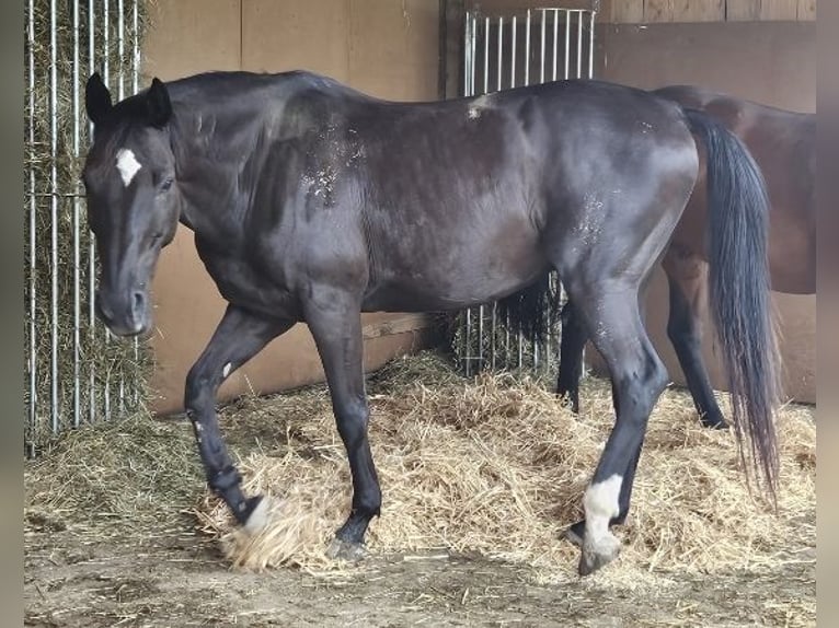 Slowaaks warmbloed Ruin 14 Jaar 157 cm Zwart in Regen