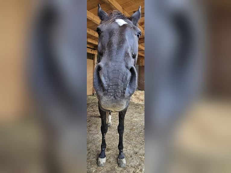 Slowaaks warmbloed Ruin 14 Jaar 157 cm Zwart in Regen