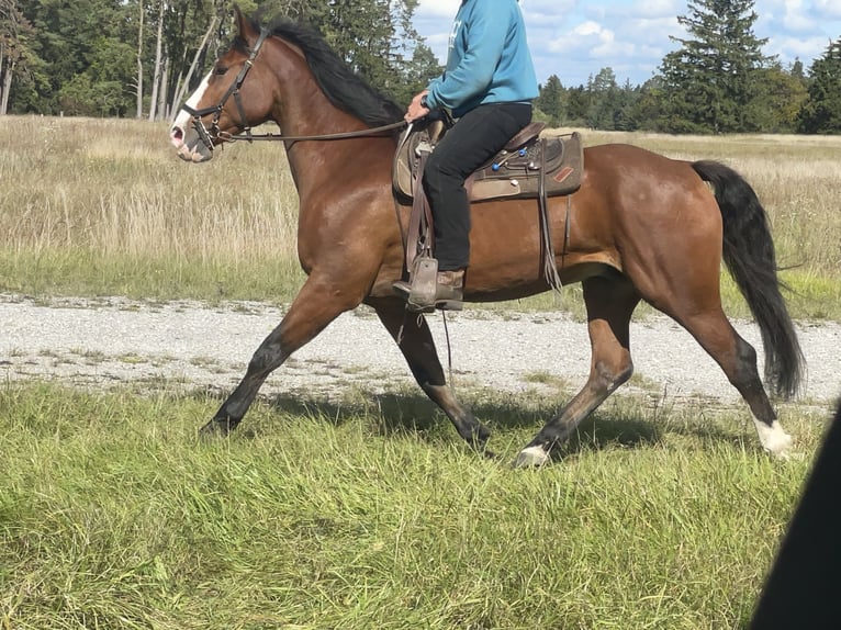 Slowaaks warmbloed Ruin 14 Jaar 165 cm Bruin in Fuchstal