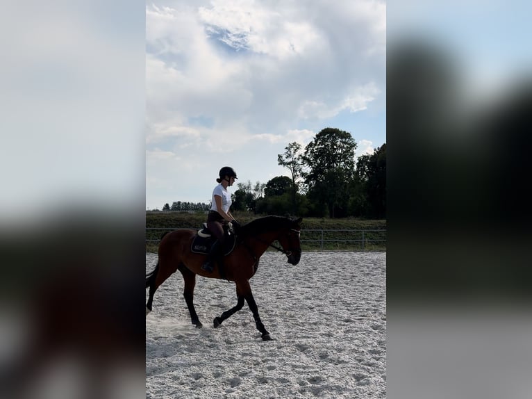 Slowaaks warmbloed Ruin 16 Jaar 162 cm Bruin in Rajec