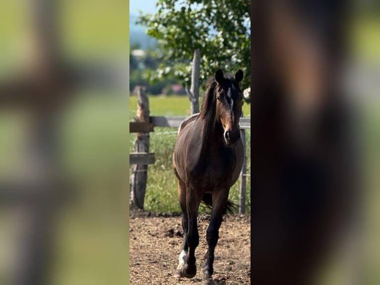 Slowaaks warmbloed Ruin 3 Jaar 165 cm Bruin in Holic