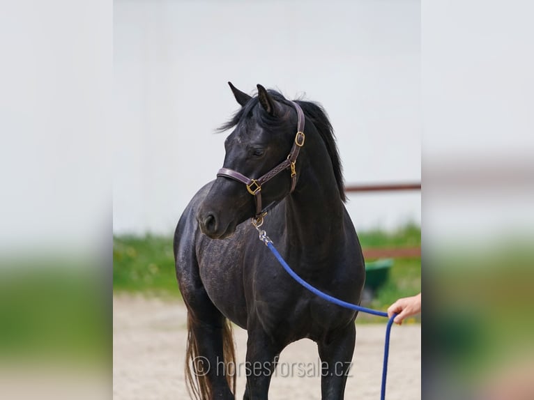 Slowaaks warmbloed Ruin 4 Jaar 158 cm Zwart in Votice